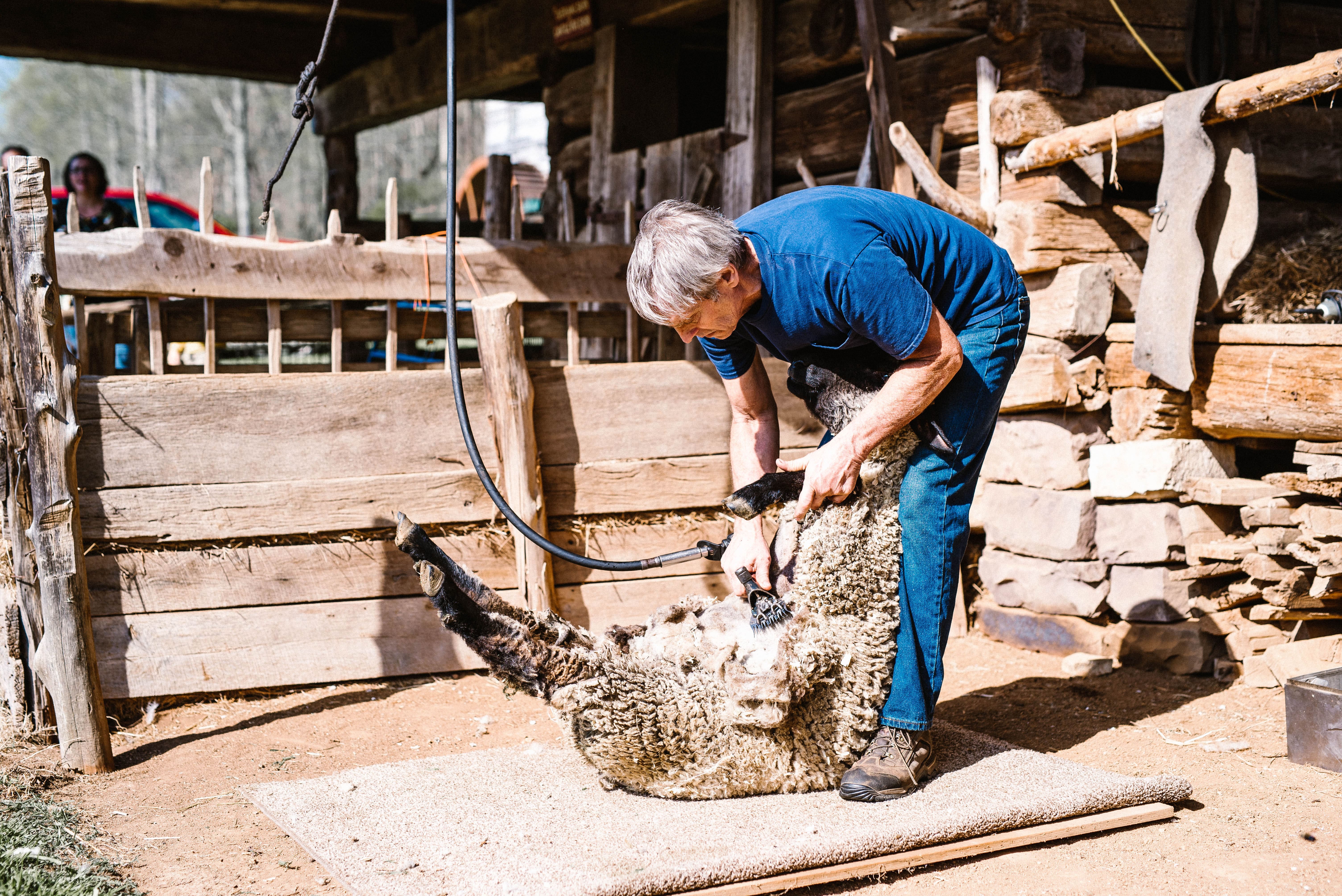 sheep shearing